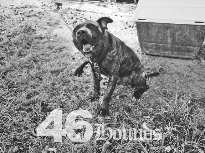 46hounds-goodboy2